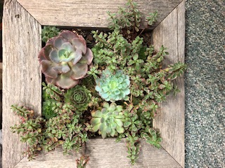 succulent picture frame