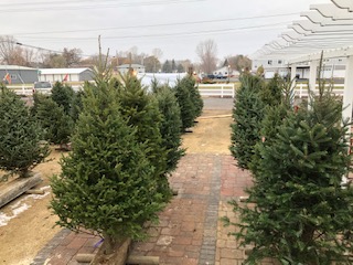 Rows of Christmas trees
