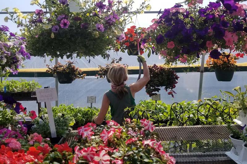 woman watering hanging plants