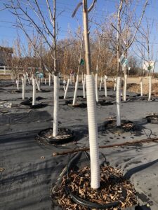protecting trees for winter